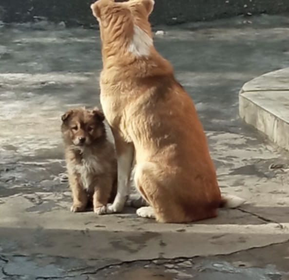 Отдам в добрые руки