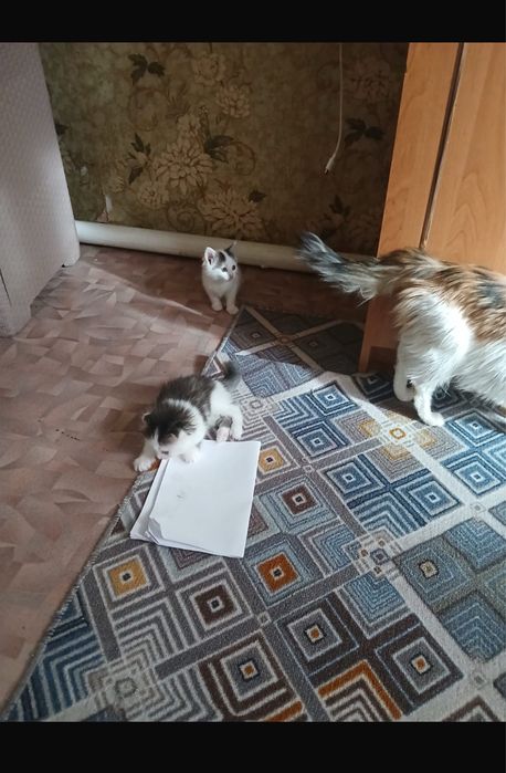 Срочно отдам котят