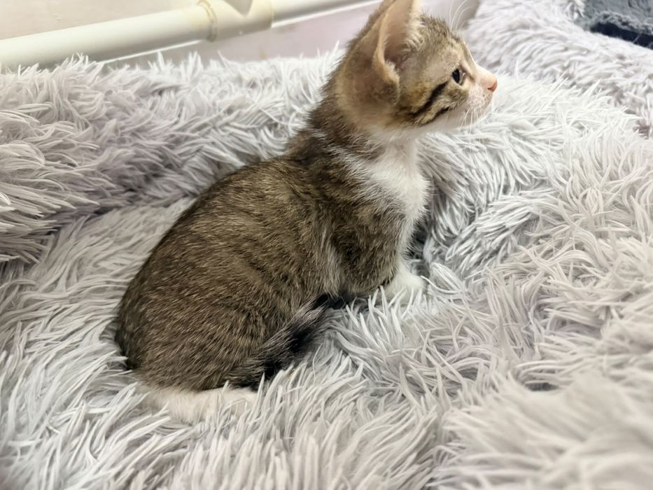 Котенок девочка и мальчик 2 месяца