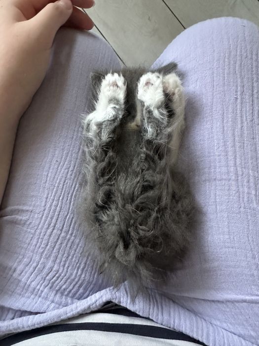 Отдам котенка в хорошие руки