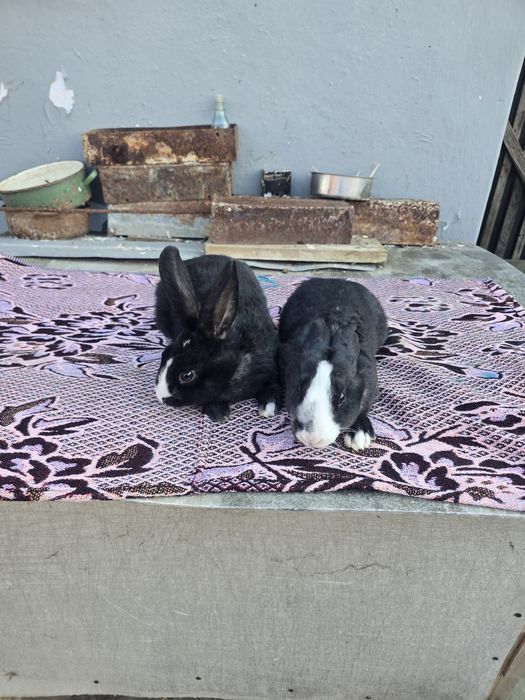 Rex dalmațian de vânzare