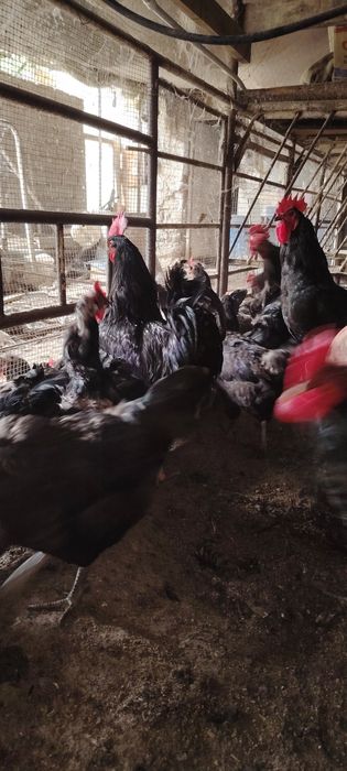 Кора шахзода Тухум жужа, товук ва хурозлари бор