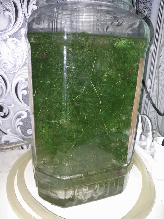 продам растение аквариумные