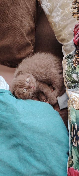 Прекрасни британчета