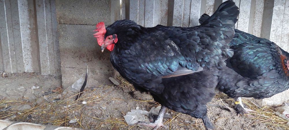 Familie Marans 4+1
