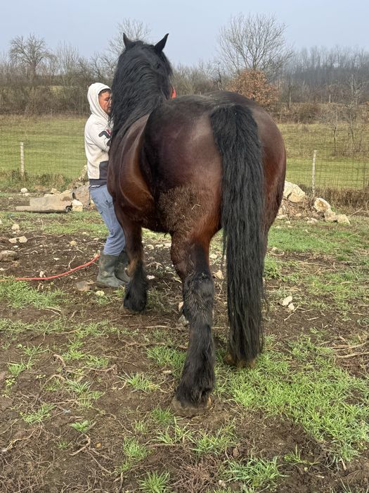 Vand iapa grea de 7 ani