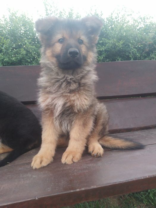 Cățeluși Ciobanesc german