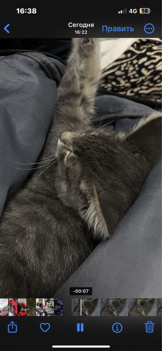 Котенок миленький