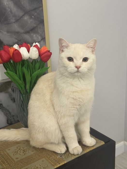 золотая шиншилла