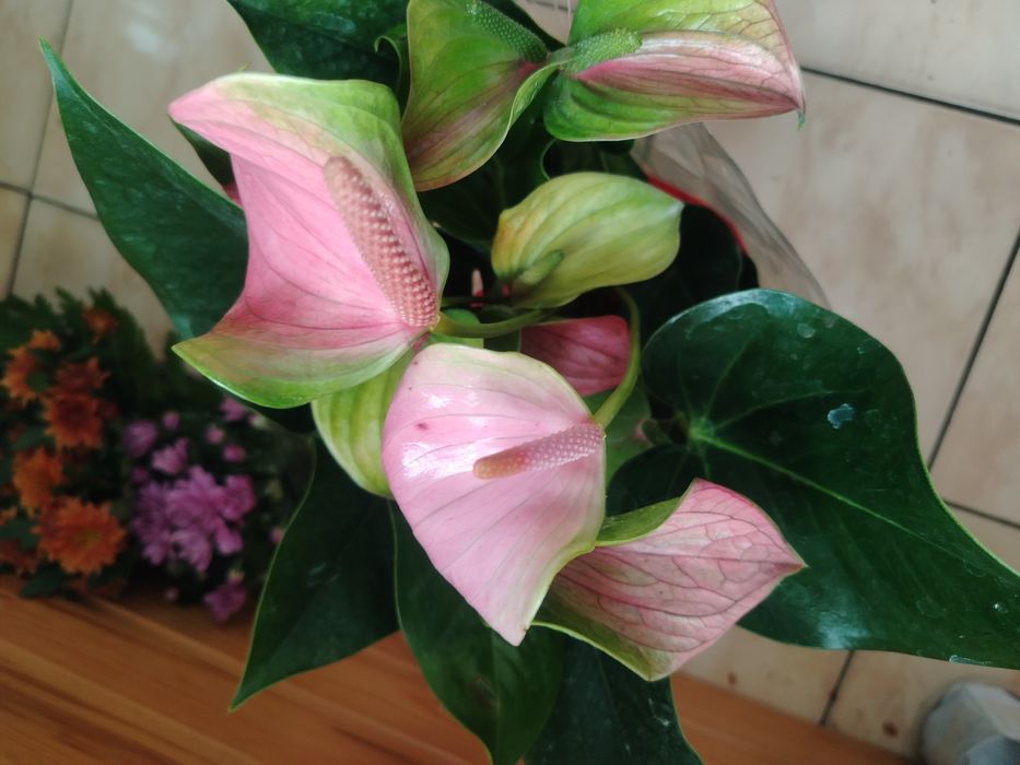 Антуриум! Антуриум!