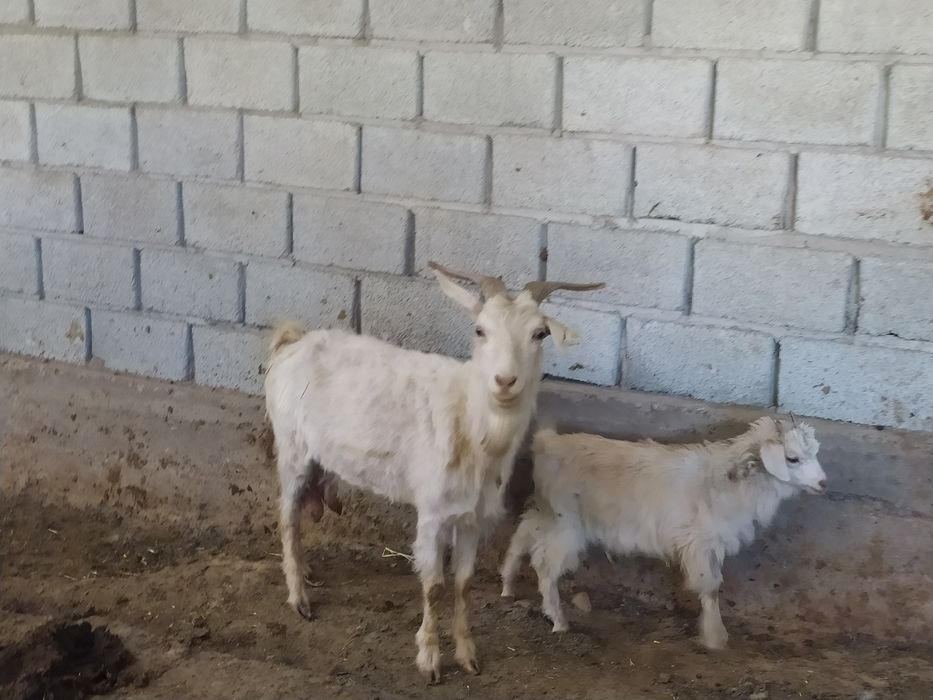 Жұлдызды соғыстардағы Ахсока Тано секс