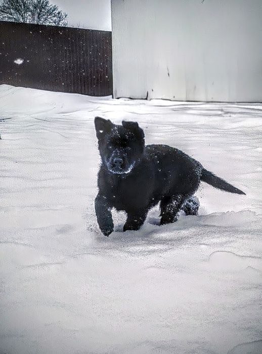 Femela Ciobanesc german, negru, pedigree, 2 luni