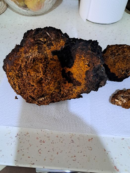 Iasca albine/ chaga