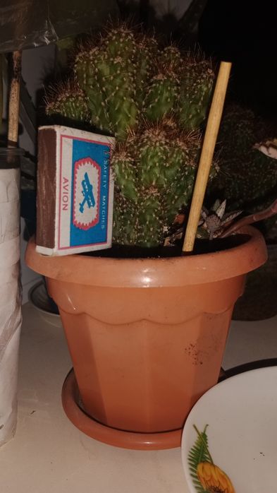 цереус перуанский