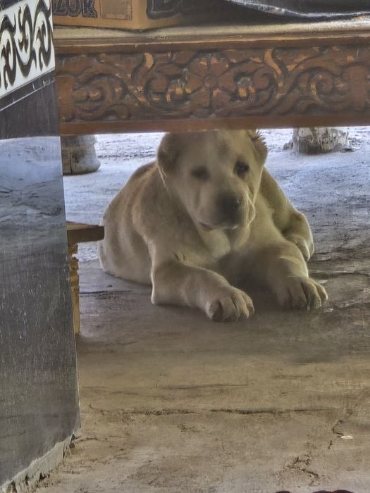 Turkman alabay 2.5oylik