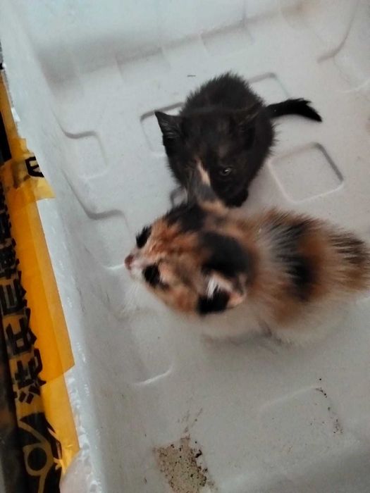 котики  в добрые руки