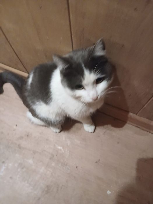 Котик Федор ищет дом