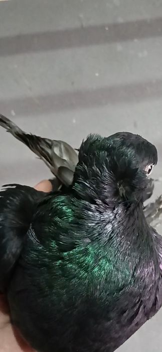 Продается пол не.из.