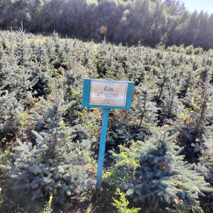 Продажа саженцев с питомника