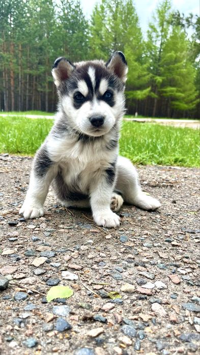 Кобель хаски для вязки