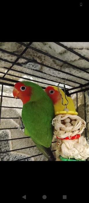 Пара неразлучников с клеткой