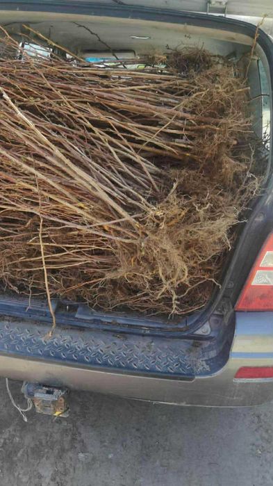 ВЕЛИКОЛЕПЕН БИО Разсад целогодишни Ягоди и Малини