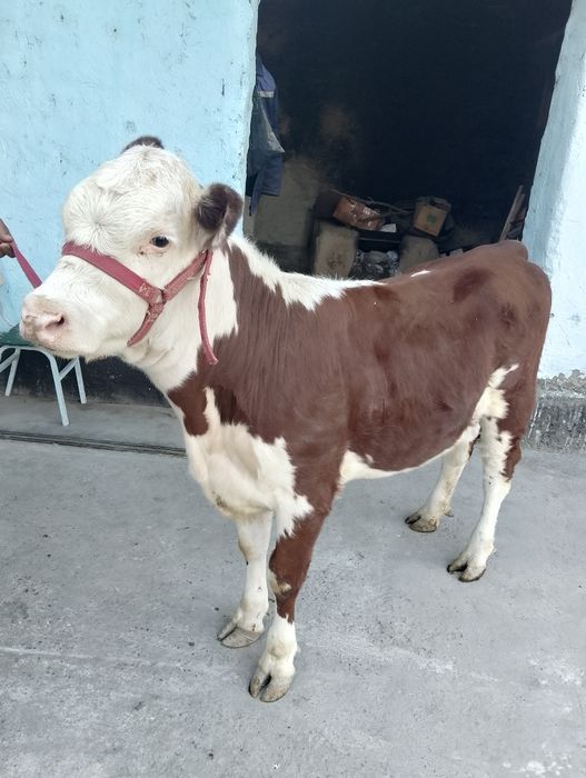 Парода ургочи сотилади