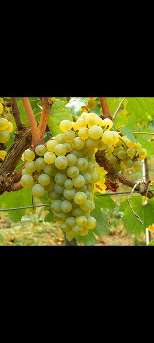 Struguri de vin | Producători