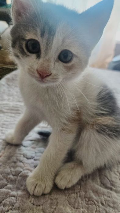 Отдам Котят  в добрые руки