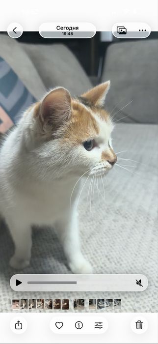Отдам трехцветную кошечку