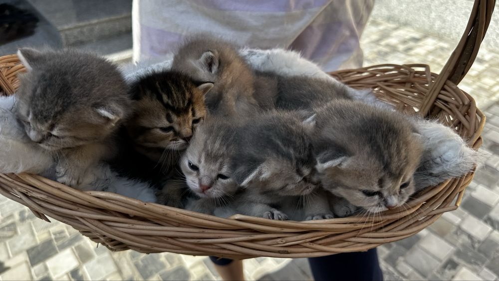 Открыт брон на котят