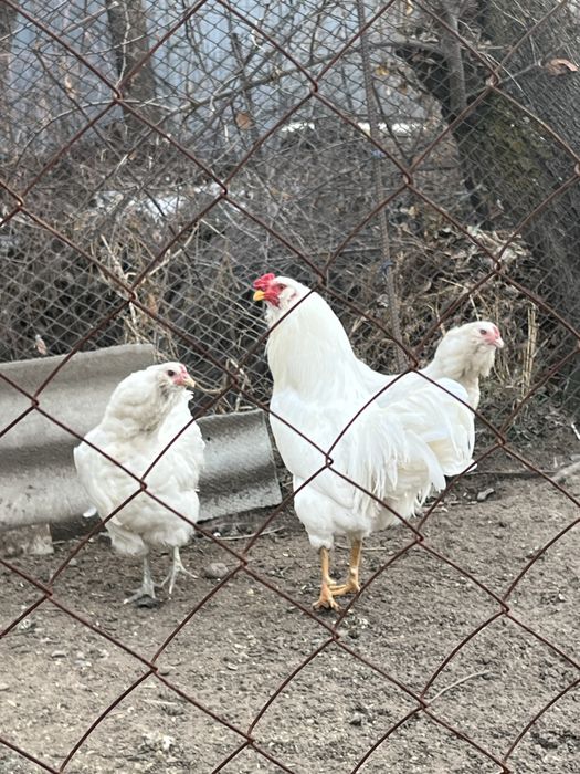 Продам семью амераукана