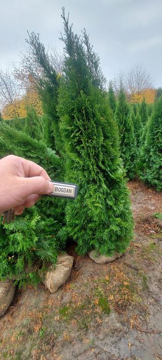 Tuia smarald dacă doriți la Salcea găsiți poze reale