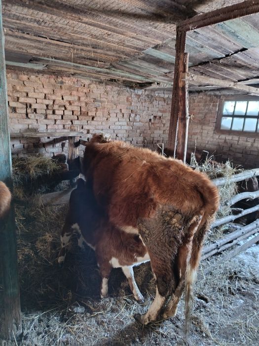 Продам перво тёлок с телятами
