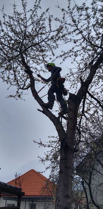 Toaletari / doborari copaci periculosi