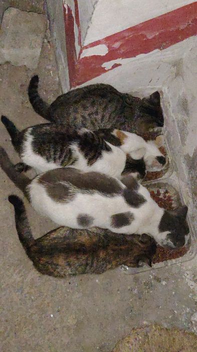 Отдам кошку с котятами