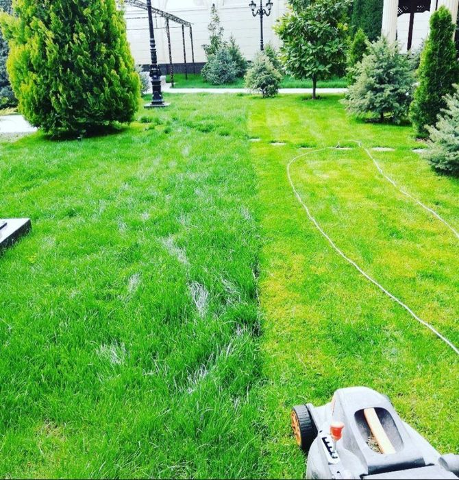 Газон екиш хизмати