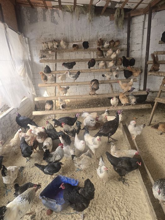 Тауықтар сатылады