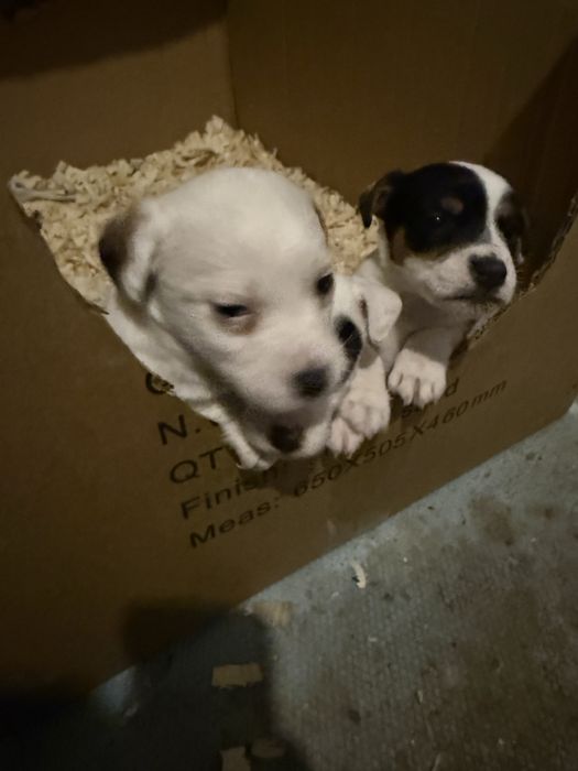 Джак Ръсел териер