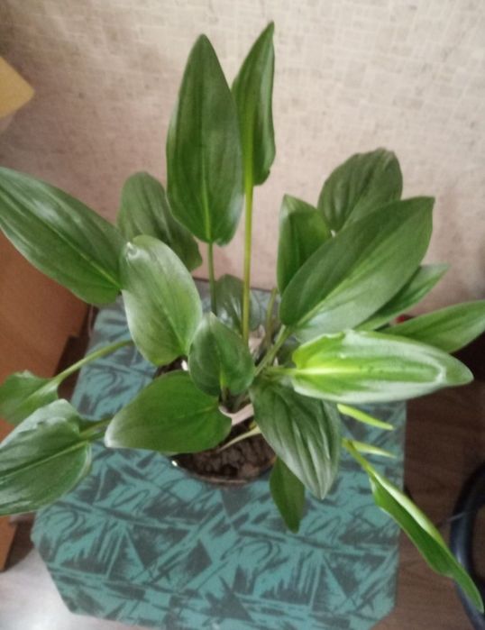 Дримиопсис и алоэ многолетний