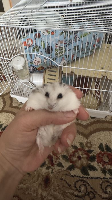 Продам хомяка с клеткой
