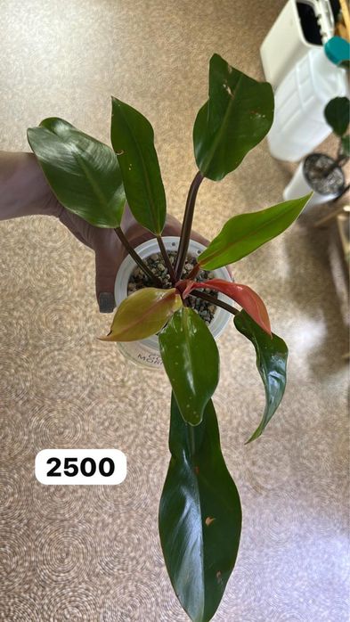 Комнатные растения