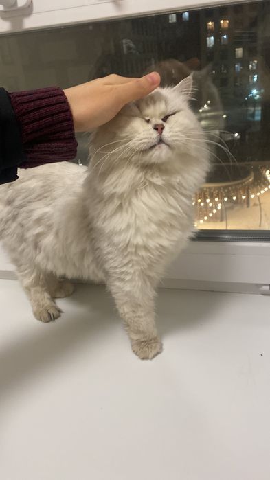 Отдам кота бесплатно