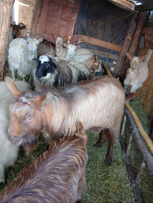 De vânzare 10 capre