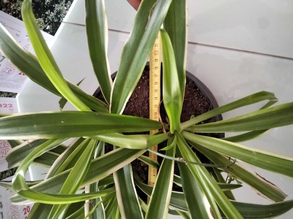 Цвете Зелена лилия 8 €; Зелена шефлера 40€; Драцена фрагранс 15€