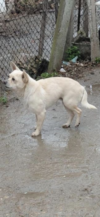 Подарявам малко кученце сърнист пинчер