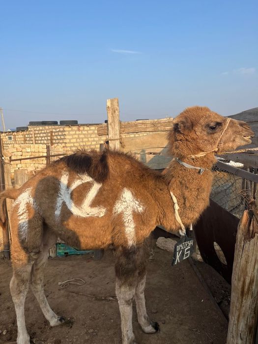 Түйе сатылады .1,500 000 тайлағымен