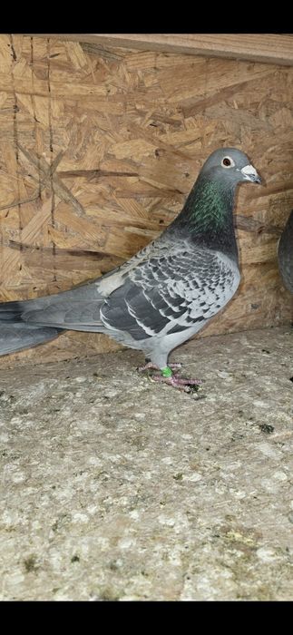 Vând porumbei,,Mascul!