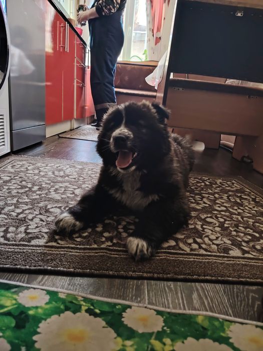 Щенок алабая и хаски