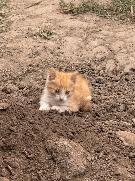 Срочно отдам котят